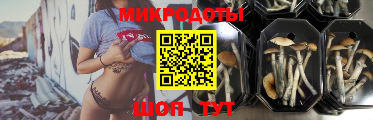 Галлюциногенные грибы Psilocybine cubensis Сосновый Бор